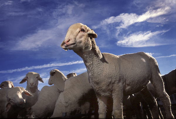 Photo of sheeps